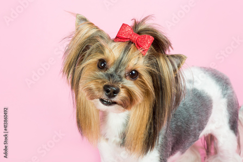 Portrait of a Yorkshire terrier on a pink background, close-up
