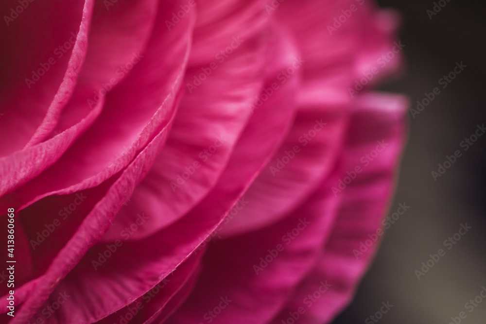 Pink soft close up layers of a ranunculus flower Pink soft close up layers of a ranunculus flower