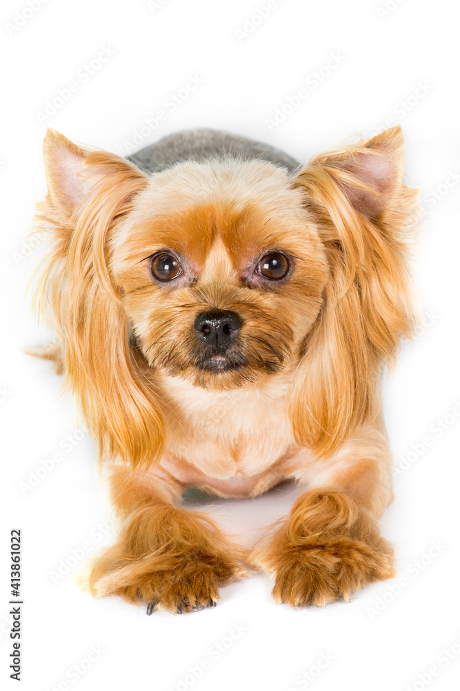Close-up portrait of Yorkshire terrier dog on white background Close-up portrait of Yorkshire terrier dog on white background