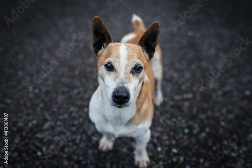 A purebred jack russell terrier looks straight at the camera while standing on asfalt © bacothelock