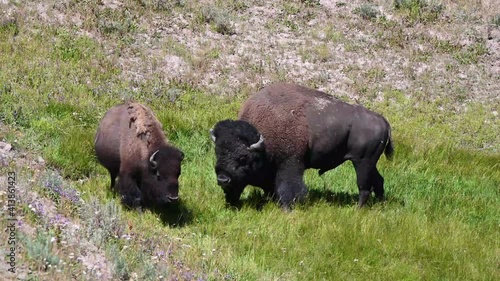 Bison rut in Yellowstone National Park