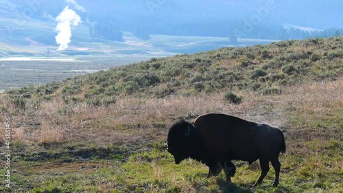 Bison with fumarole in background in Yellowstone National Park