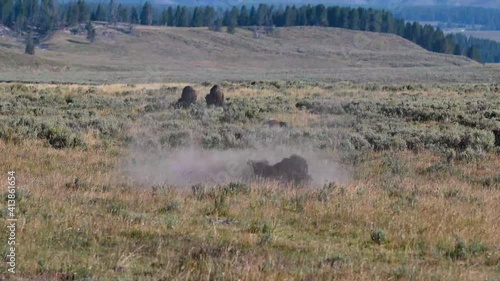 Bison rolling in dirt in Yellowstone National Park