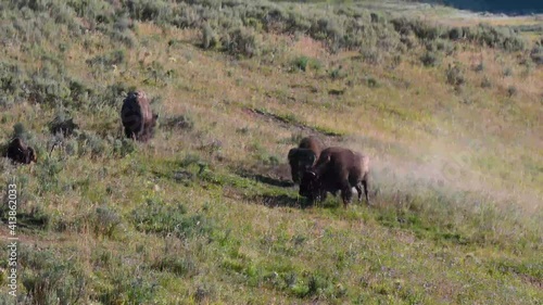American bison rut in Yellowstone National Park