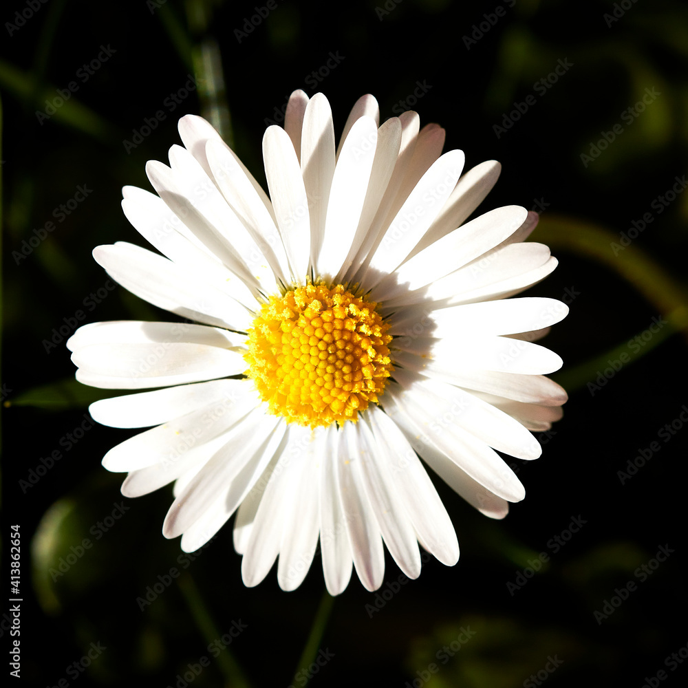 Obraz premium daisy flower closeup