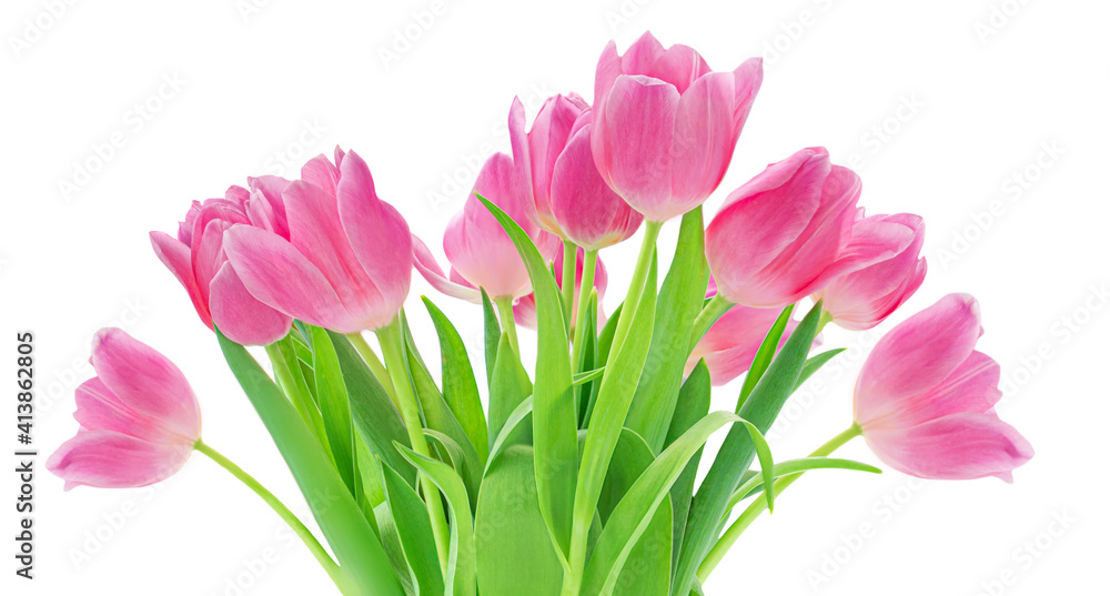 Pink tulips isolated on white background. Spring tulip flowers. Easter or Valentine's day greeting card.. Pink tulips isolated on white background. Spring tulip flowers. Easter or Valentine's day greeting card..