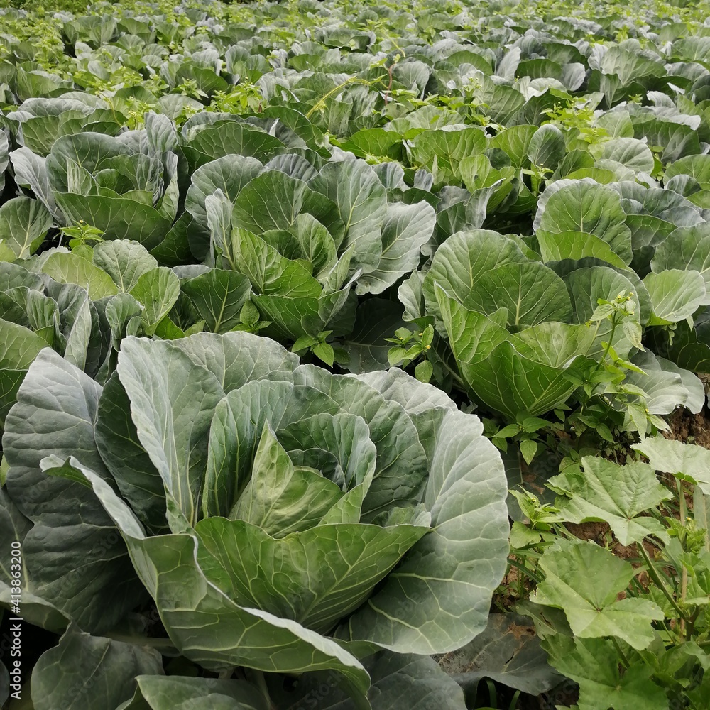 cabbage in the field cabbage in the field