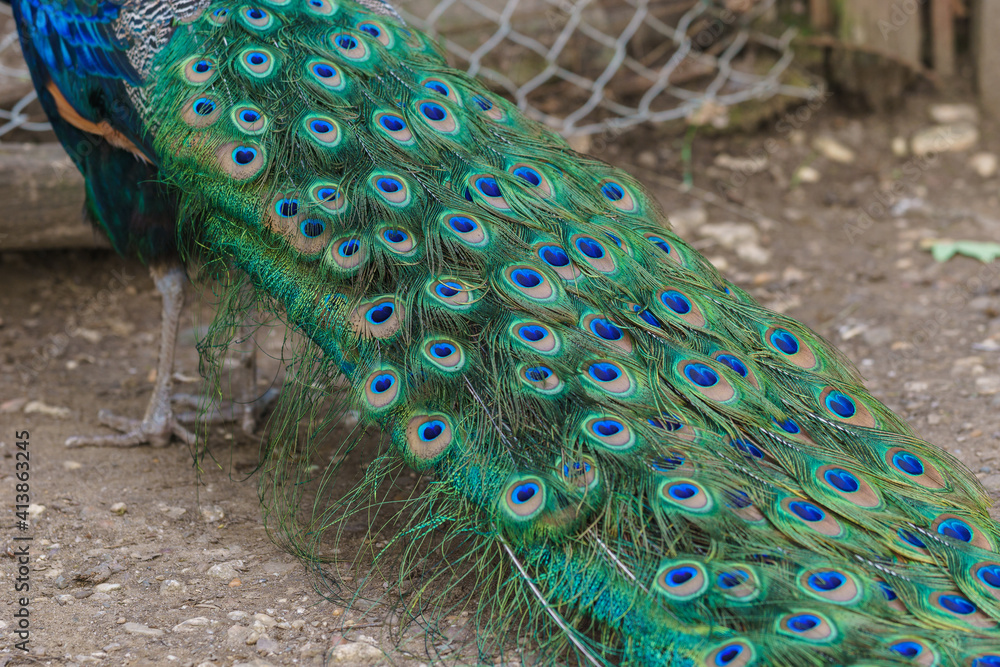 Fototapeta premium Adult male peacock colorful green and blue patterned tail