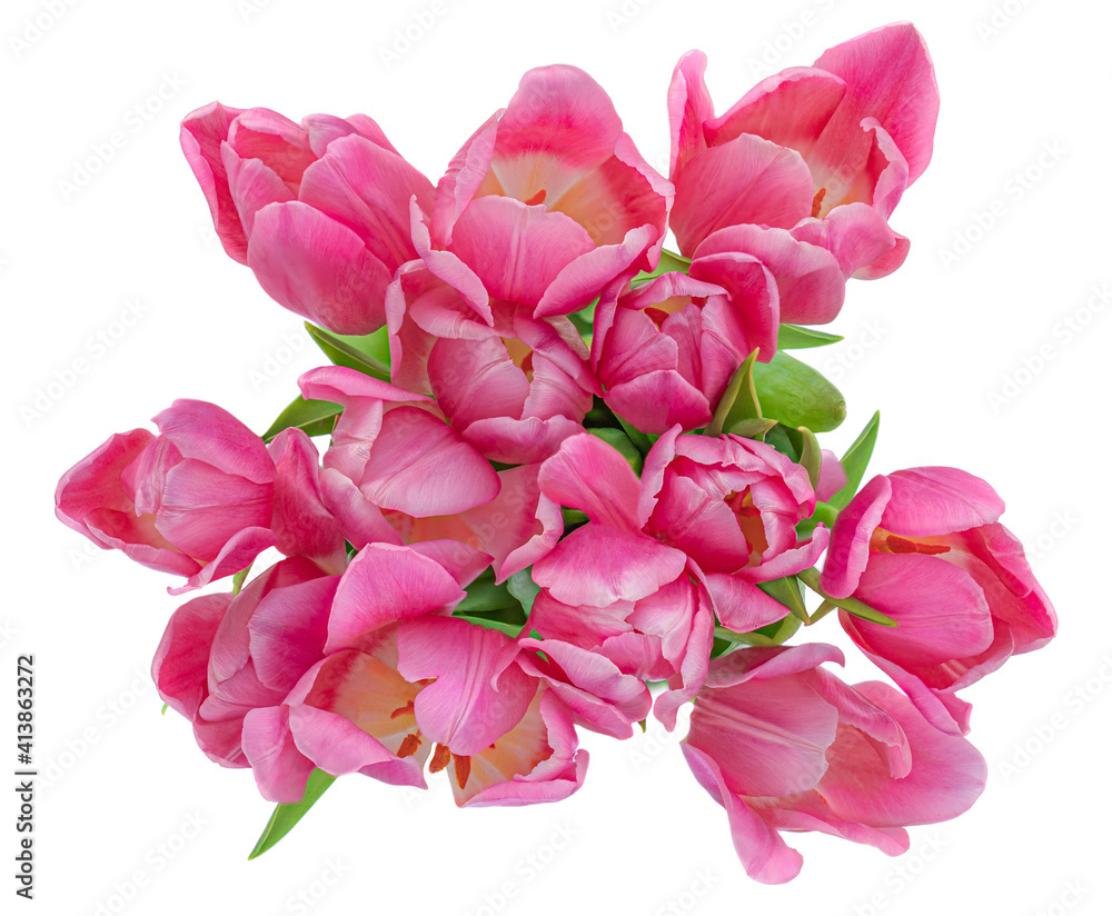 Beautiful Tulips flowers isolated on white. Spring season. Top view. Tulips bouquet