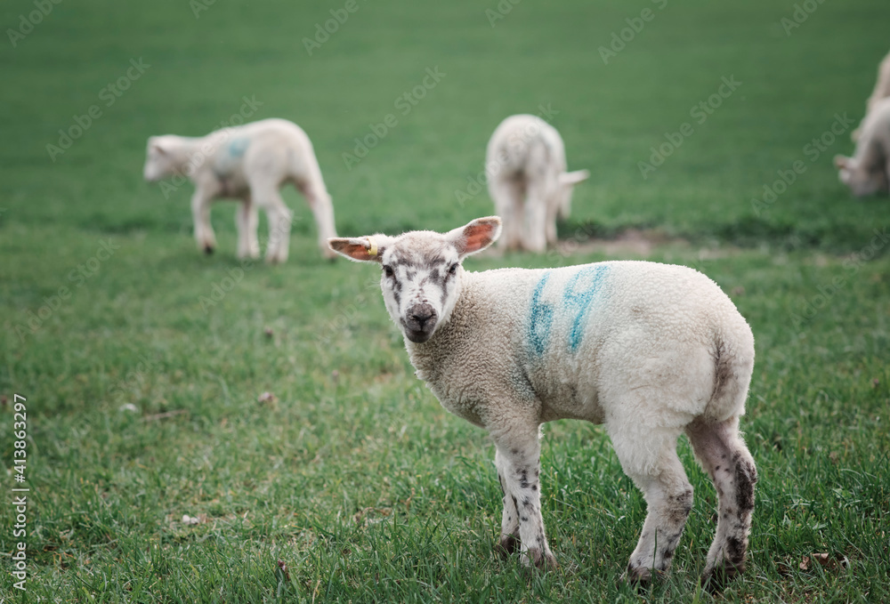 lamb looking at forwards standing in a green field with other lambs lamb looking at forwards standing in a green field with other lambs