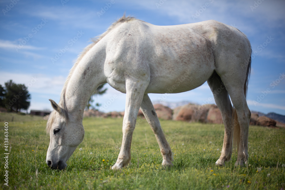 Full body shot of horse eating in a green field