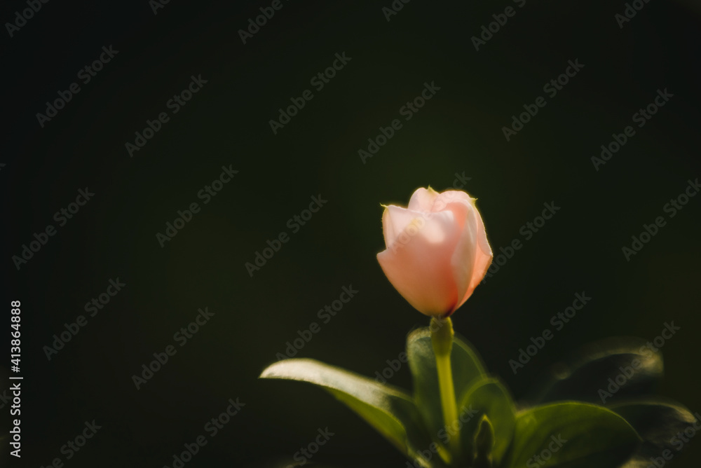 Up close macro shot of delicate pink flower against dark background