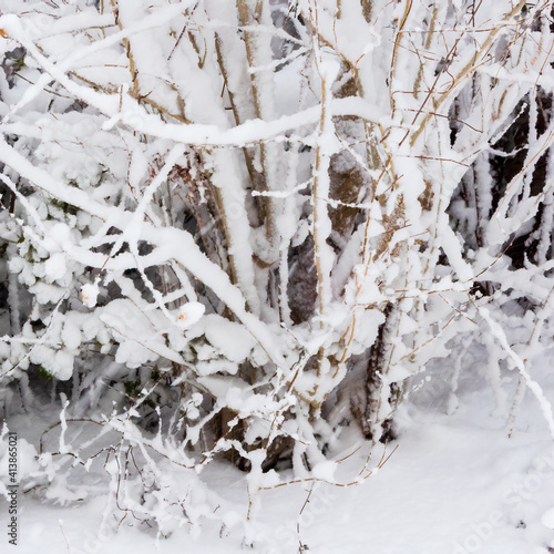 snow covered trees