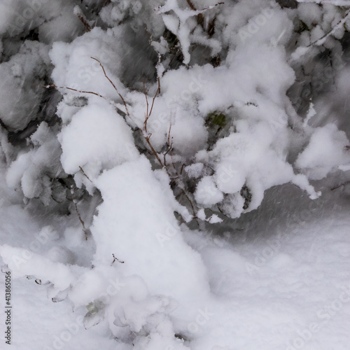 snow covered tree