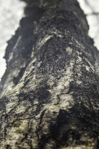 Close up on a brown and white tree trunk  photo