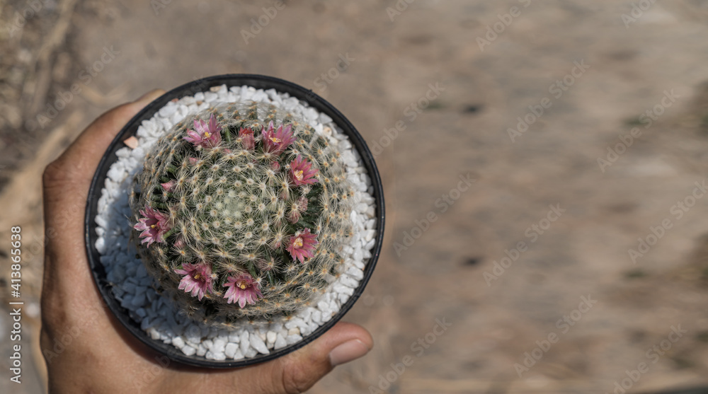Hand  hold cactus pot with beautiful Mammillaria schiedeana,top view and copy space.