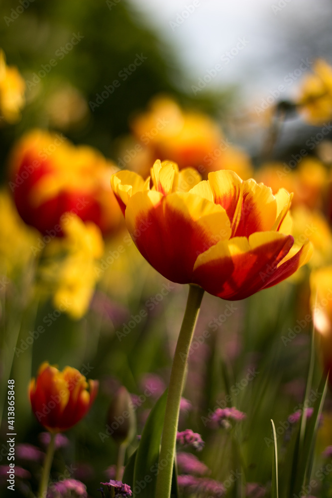 A beautiful tulip in the country side A beautiful tulip in the country side