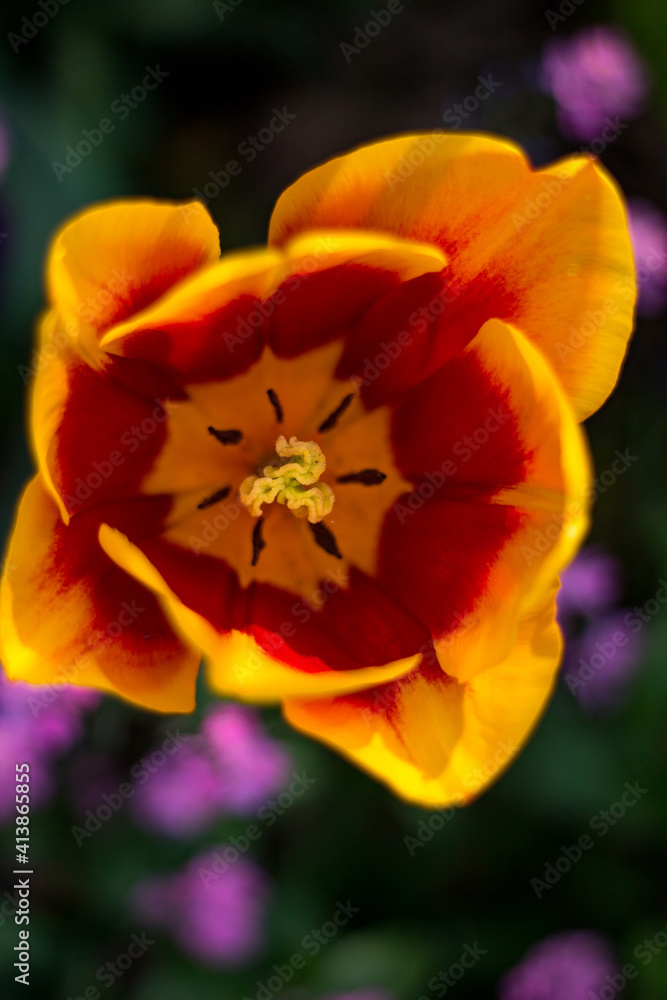 beautiful tulip beautiful tulip