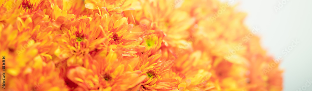Closeup of orange and yellow Mums flower on white background with copy space using as background natural flora, ecology cover page concept. Closeup of orange and yellow Mums flower on white background with copy space using as background natural flora, ecology cover page concept.