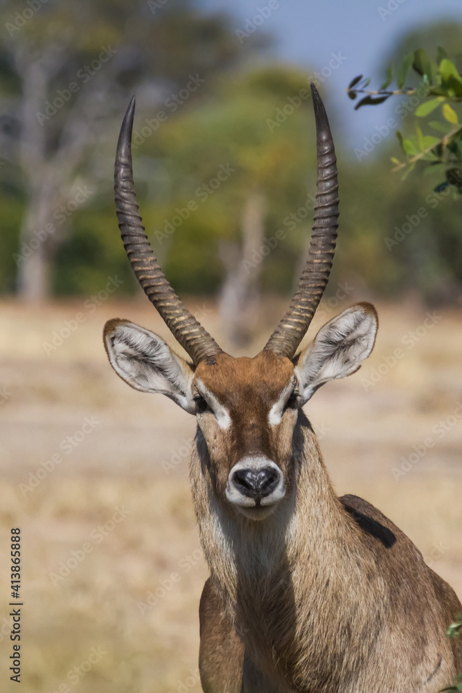 Waterbuck male ram (Kobus ellipsiprymnus) head profile with horns with blurred background in Mana Pools National Park, Zimbabwe Waterbuck male ram (Kobus ellipsiprymnus) head profile with horns with blurred background in Mana Pools National Park, Zimbabwe