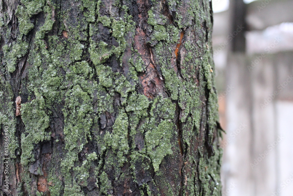old apple tree bark with green lichen old apple tree bark with green lichen