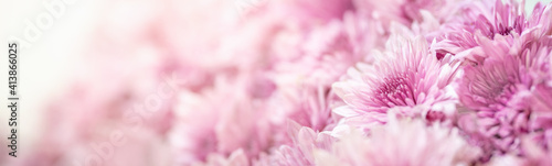 Closeup of pink Mums flower on white background with copy space using as background natural flora, ecology cover page concept. © Montri Thipsorn