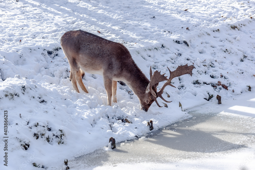 Fototapeta premium Fallow deer at a frozen water channel