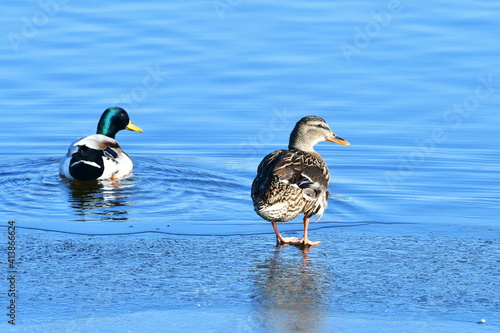 pair of wild ducks on blue water and frozen surface,Hradecky pond in Tovacov,Czech republic photo