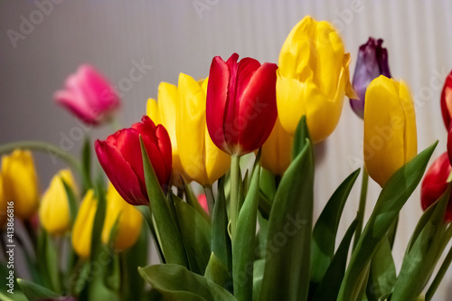 Yellow  pink  red  lilac tulips with green leaves on a white background