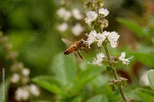 bee on a flower © Carol