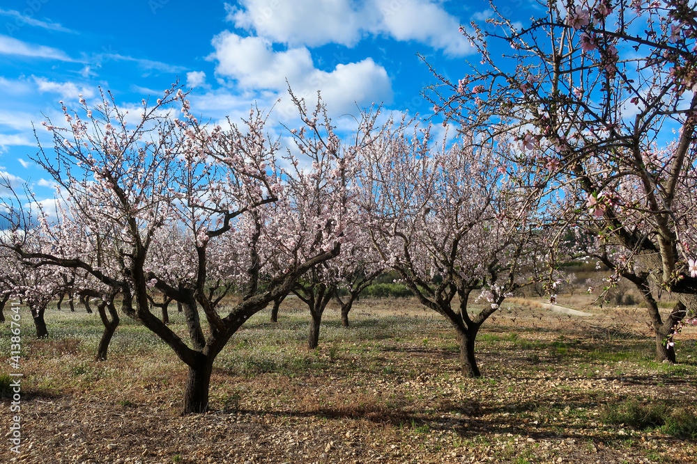 Almond trees blossoming in Costa Blanca, Spain Almond trees blossoming in Costa Blanca, Spain