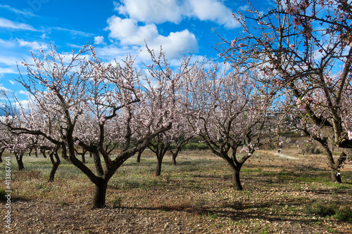 Almond trees blossoming in Costa Blanca, Spain