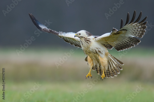 Flight over the meadow, Common Buzzard