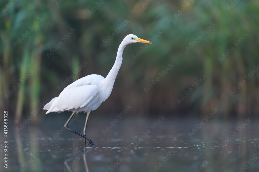 Looking for food in the water, Western Great Egret Looking for food in the water, Western Great Egret