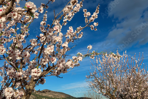 Wallpaper Mural Pink and white almond blossom against a dark blue sky, Costa Blanca, Spain Torontodigital.ca