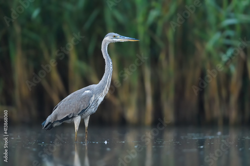 Looking for food in the water, Grey Heron