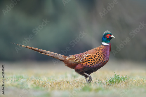 Early morning walk in the meadow, Common Pheasant