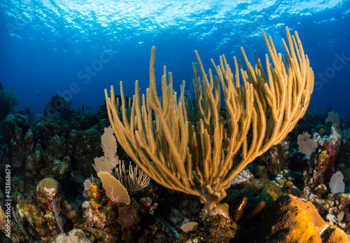 Bushy gorgonian soft coral in Utila, Honduras photo