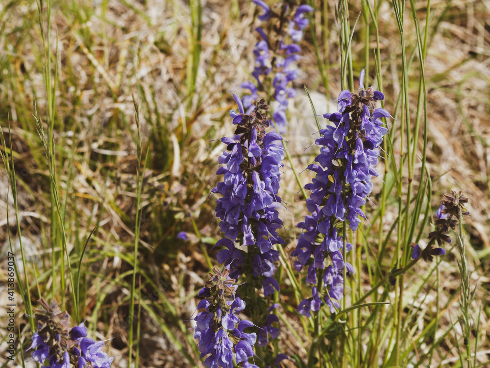 Fototapeta premium (Salvia pratensis) meadow clary or meadow sage. Bluish-violet flowers stalks in lax spike with dark brown calyx and long-tubed lips, aromatic green rugose leaves toothed on edges 