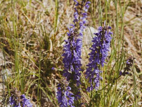  Salvia pratensis  meadow clary or meadow sage. Bluish-violet flowers stalks in lax spike with dark brown calyx and long-tubed lips  aromatic green rugose leaves toothed on edges 