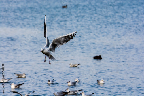 Seagull landing on the river