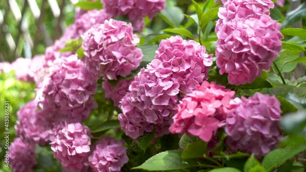 Blooming beautiful flowers in a garden Blooming beautiful flowers in a garden