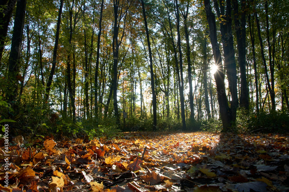Autumn sunrise forest view with sun peeking through the trees Autumn sunrise forest view with sun peeking through the trees