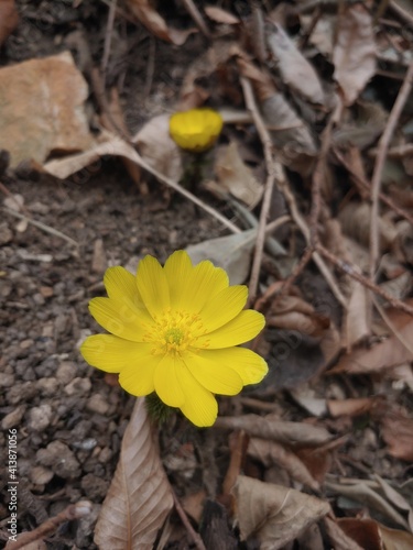 Obraz na płótnie yellow adonis on the ground