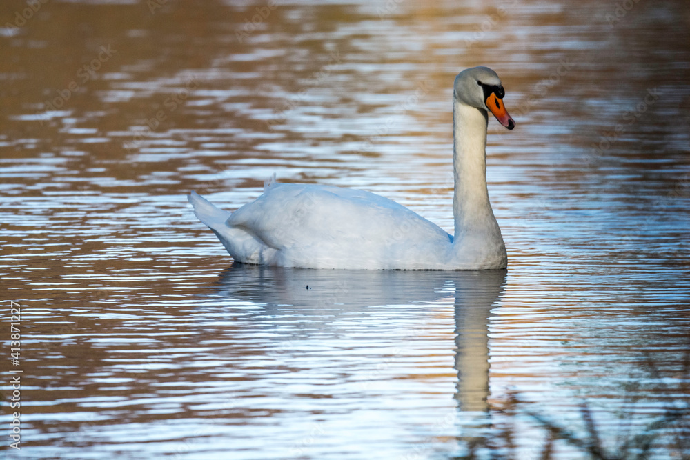 Fototapeta premium Swan swimming along the calm river