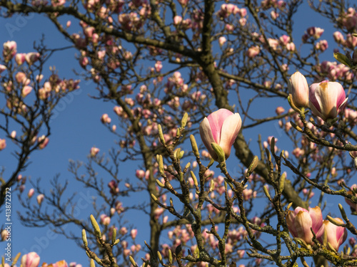 Magnolie Blüte photo