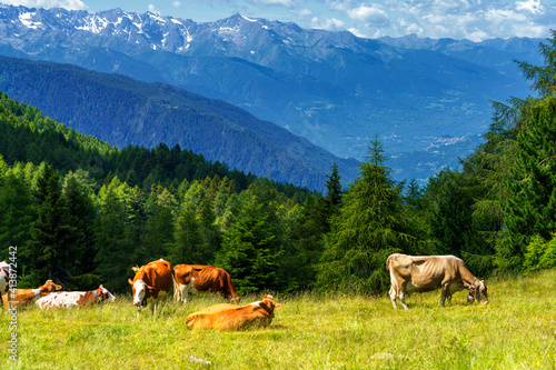 Mountain landscape at summer along the road to Mortirolo pass. Pasture