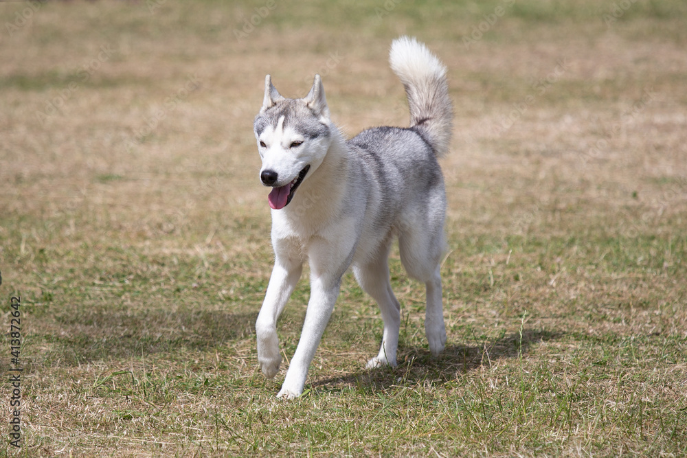 Obraz premium Siberian Husky