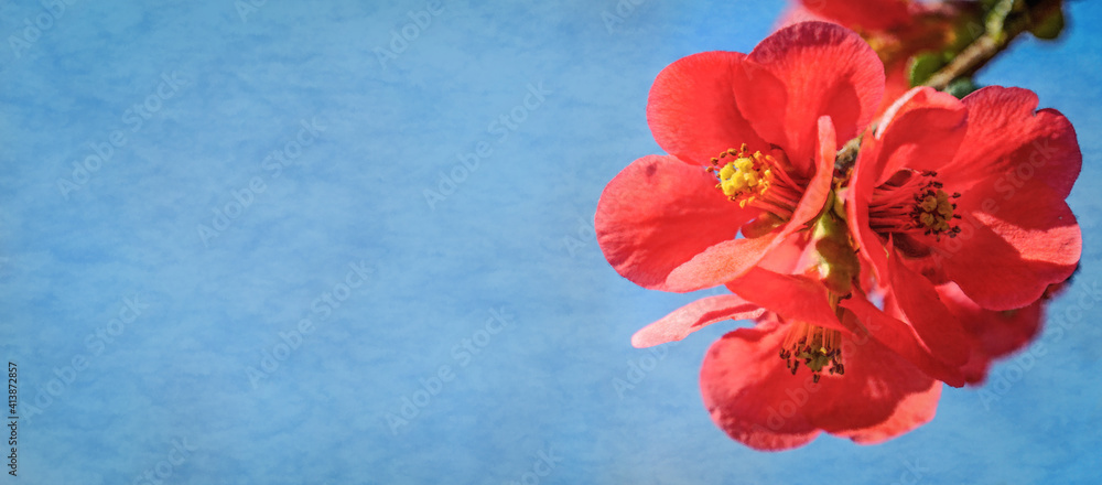 Red flowers on a blue background Red flowers on a blue background