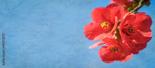 Fototapeta Naklejka Na Ścianę i Meble -  Red flowers on a blue background